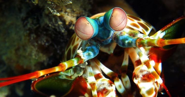 Изображение к статье: This shrimp is awesome!